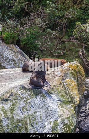 Eine Gruppe von Seehunden ruht auf einem riesigen Felsbrocken. Fiordland, Neuseeland Stockfoto