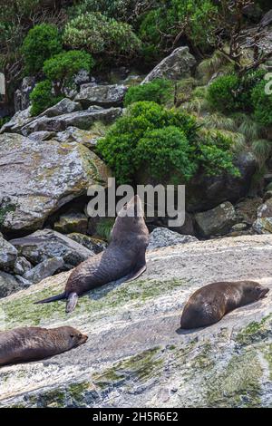 Eine Gruppe von Seehunden ruht auf einem riesigen Felsbrocken. Neuseeland Stockfoto