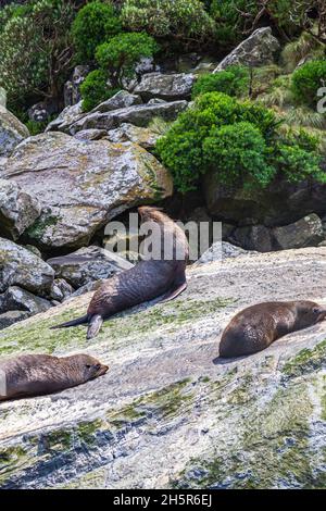 Fiordland National Park. Eine Gruppe von Seehunden ruht auf einem riesigen Felsbrocken. Neuseeland Stockfoto