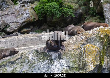 Fiordland National Park. Eine Gruppe von Seehunden ruht auf einem riesigen Felsbrocken. Südinsel, Neuseeland Stockfoto