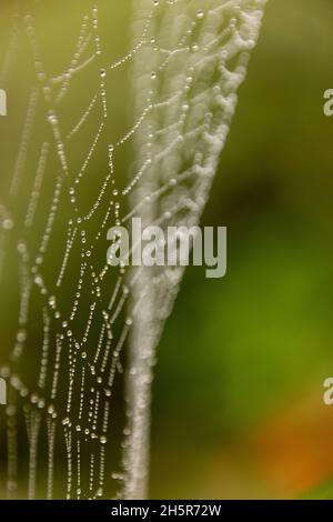 Nahaufnahme eines Teils des Spinnennetzes nach dem Regen im australischen Garten. Zartes, geschwungenes Muster, bedeckt mit winzigen Regentropfen. Hintergrund, Kopierbereich. Stockfoto