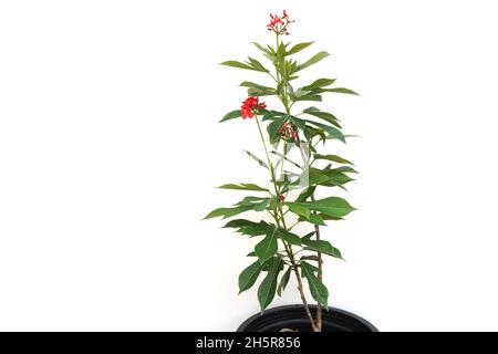Jatropha integerrima Pflanze isoliert auf weißem Hintergrund Stockfoto