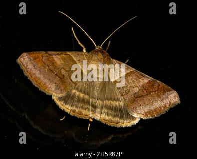 Australischer Dreifachbarblättriger, mocis trifasciata. Eine große, braun gestreifte Motte, die nachts auf einer dunklen Oberfläche ruht. Spätsommer, Queensland, Australien. Stockfoto