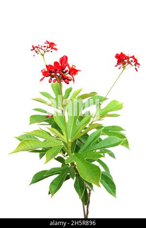 Jatropha integerrima Pflanze isoliert auf weißem Hintergrund Stockfoto