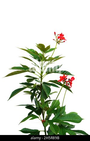 Jatropha integerrima Pflanze isoliert auf weißem Hintergrund Stockfoto