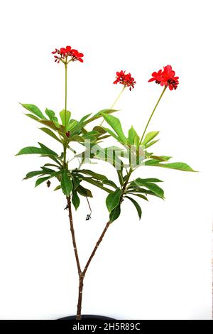 Jatropha integerrima Pflanze isoliert auf weißem Hintergrund Stockfoto