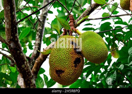 Frische Jackfrucht hängt an einem Ast Stockfoto