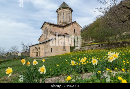 Narzissen vor der St. George Kirche, Teil des mittelalterlichen Gelati Klosters in der Nähe von Kutaisi, Region Imereti, Georgien, Kaukasus. Stockfoto