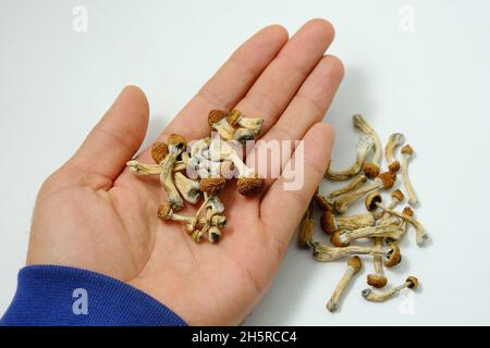 Psilocybe Cubensis Pilze in der Hand des Mannes auf weißem Hintergrund. Psilocybin psychedelische Zauberpilze Golden Teacher. Draufsicht, flach liegend. Mikrodosin Stockfoto