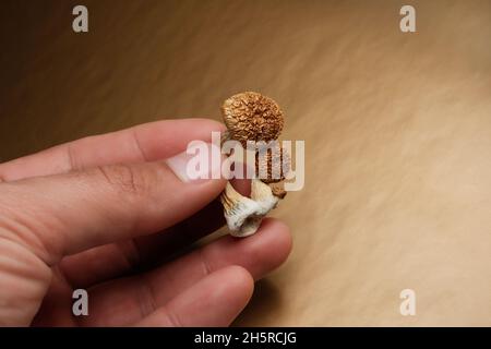 Psilocybin-Pilze in der Hand des Mannes auf goldenem Hintergrund. Psychedelische Magie Golden Teacher Pilze. Halluzinogen-Trip. Psychotrop. Therapie. Stockfoto