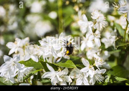 Bienen bestäuben weiße Deutzia-Blüten auf unscharfem Hintergrund Stockfoto