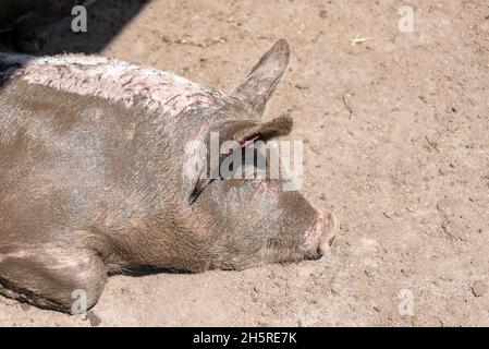 Freirandes Hausschwein liegt nach dem Schlammbad in der Sonne Stockfoto