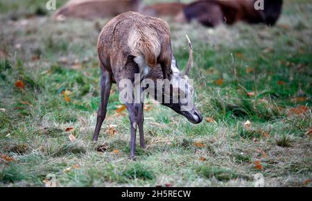 Jungtier Rothirsch weidet auf einer Wiese Stockfoto
