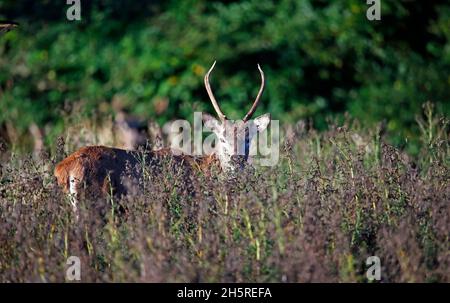 Jungtier Rothirsch weidet auf einer Wiese Stockfoto