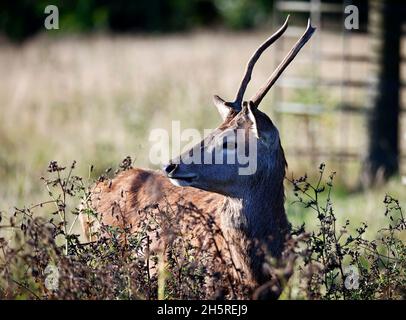 Jungtier Rothirsch weidet auf einer Wiese Stockfoto
