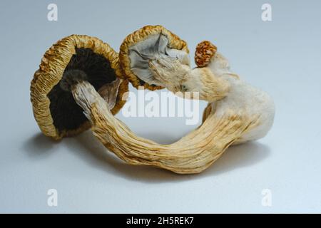 Makroansicht von Psilocybin-Pilzen auf weißem Hintergrund. Getrockneter psychedelischer Zauberpilz Golden Teacher. Mikrodosierkonzept. Stockfoto