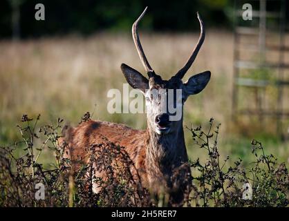 Jungtier Rothirsch weidet auf einer Wiese Stockfoto