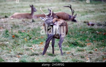 Jungtier Rothirsch weidet auf einer Wiese Stockfoto
