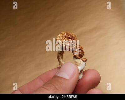 Psilocybin-Pilze in der Hand des Mannes auf braunem Hintergrund. Psychedelische Magie Golden Teacher Pilze. Halluzinogen-Trip. Psychotrop. Therapie. Stockfoto