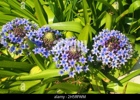 In den Tresco Abbey Gardens blüht ein ungewöhnlicher Agapanthus, mit zweifarbigen blauen Blütenblättern vor sattem grünem Laub. Scilly-Inseln. Stockfoto