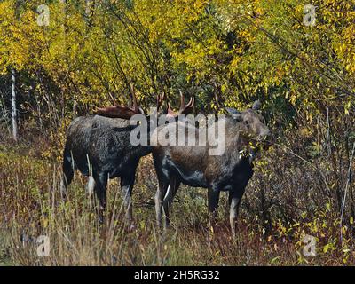 Elchbulle (auch Elche, Alces alces) schnüffelt in der Brunftzeit im Herbst im Jasper National Park, Alberta, Kanada, auf dem Boden einer grasenden Kuh. Stockfoto