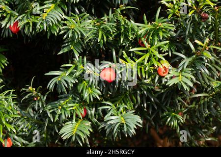 Eibe (Taxus baccata) Baum Hedge Früchte, Beeren, Beeren und Blätter giftig. Außer einigen Vögeln. Seien Sie sich bewusst. Stockfoto