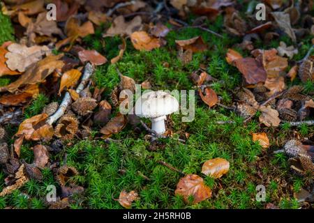 Weiß False Death Cap Pilz Mitte Bild in zwischen gefallenen Herbst Buchen Blätter und hellgrünen Moos. Eine Fliege sitzt auf dem Pilz. Stockfoto