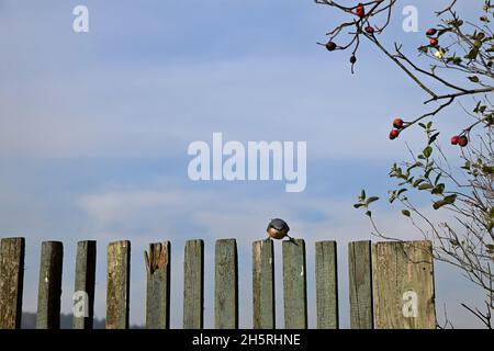 Der Nuthatch sitzt auf dem alten hölzernen Pfostenzaun. Stockfoto