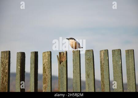 Der Nuthatch sitzt auf dem alten hölzernen Pfostenzaun. Stockfoto