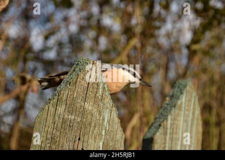 Der Nuthatch sitzt auf dem alten hölzernen Pfostenzaun. Stockfoto