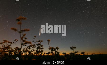 Weißrussland. 18. Juli 2020. Komet Neowise C 2020 F3 im nächtlichen Sternenhimmel über dem blühenden Buchweizen-Agrarfeld. Nachtsterne Im Juli-Monat. Komet bei A Stockfoto