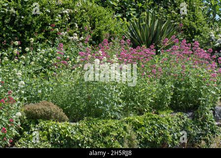 Roter Baldrian (Centranthus ruber) in Blüte, der als grassierender Unkraut einen Gartensteingarten überläuft, in der Grafschaft, Juni Stockfoto