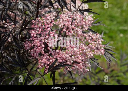 Sambucus nigra f.porphyrophylla 'Eva, ein ornamentaler Holunder mit dunkelvioletten, tief zerschnitteten Blättern und rosa und roten Blüten auf einer Dolde Stockfoto