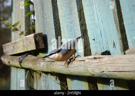 Der Nuthatch sitzt auf dem alten hölzernen Pfostenzaun. Stockfoto