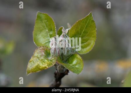 Eine Gruppe von Apfelblütenknospen, die im Frühjahr in einer Rosette aus neuen Blättern auf einem Baum in der Laubbblüte von Bukshire, April, gehüllt wurden Stockfoto