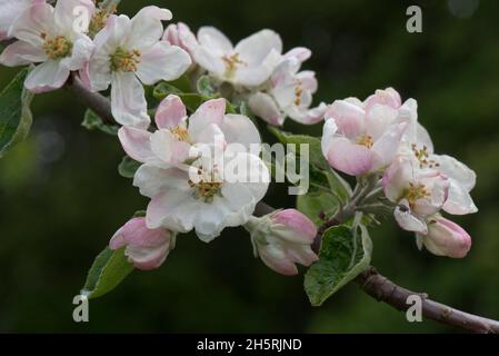 Königsblüten und sich öffnende Blütenknospen auf einer Apfelzweigsorte Bramley im Frühjahr wird diese Sorte zum Kochen angebaut, Berkshire, Mai Stockfoto