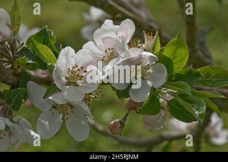 Blumen und sich öffnende Blütenknospen und junge Blätter auf einer Apfelzweigsorte Entdeckung im Frühjahr wird diese Sorte zum Essen angebaut, in der Region von Bekshire, Mai Stockfoto