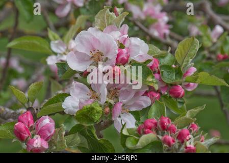 Pink King blüht und sich öffnende tiefrote Blütenknospen auf einer Apfelzweigsorte Braeburn im Frühjahr wird diese Sorte zum Essen angebaut, in den Monaten Mai, in den Bergen von Barkshire Stockfoto