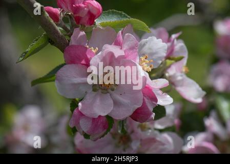 Pink King blüht und sich öffnende tiefrote Blütenknospen auf einer Apfelzweigsorte Braeburn im Frühjahr wird diese Sorte zum Essen angebaut, in den Monaten Mai, in den Bergen von Barkshire Stockfoto