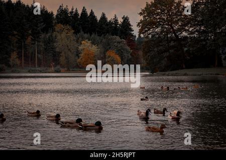 Herbst bei Shearwater longleat Stockfoto