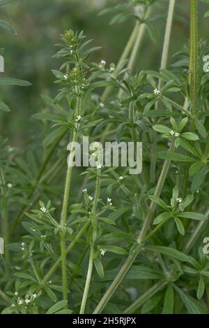 Spaltkerne oder Stachelgras (Galium aparine) blühende Pflanze mit kleinen weißen Blüten Blätter mit gehackten Haaren, Barkshire, Juni Stockfoto