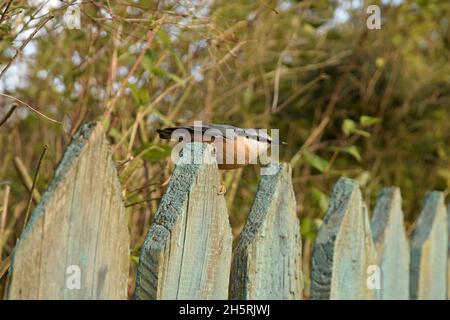 Der Nuthatch sitzt auf dem alten hölzernen Pfostenzaun. Stockfoto