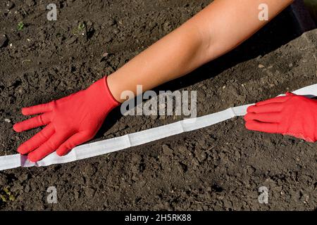 Nahaufnahme der Hände einer Frau, die Gemüse mit Hilfe eines Samenbandes anpflanzt. Stockfoto