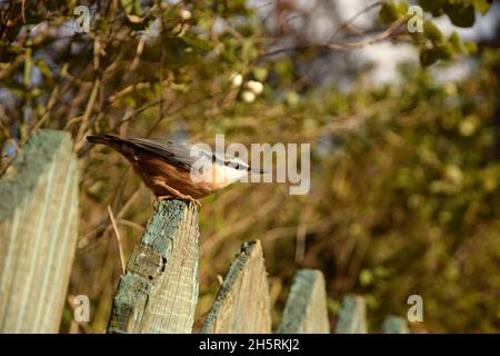 Der Nuthatch sitzt auf dem alten hölzernen Pfostenzaun. Stockfoto