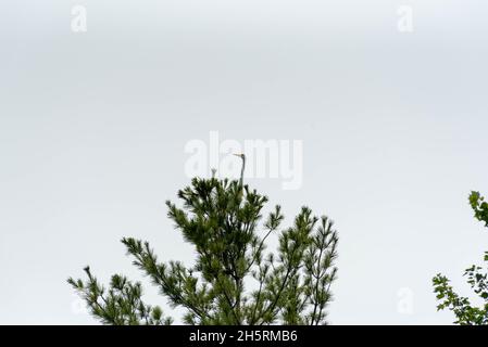 Großreiher oder Großreiher thronen hoch oben in einer Kiefer. Stockfoto