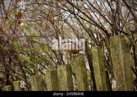 Der Nuthatch sitzt auf dem alten hölzernen Pfostenzaun. Stockfoto