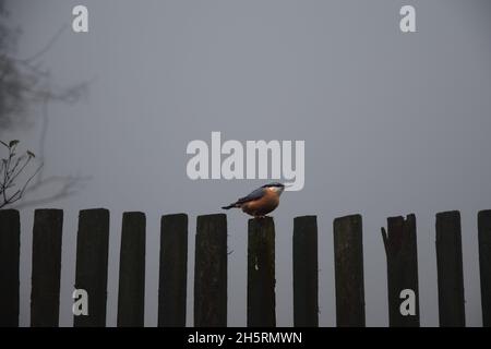 Der Nuthatch sitzt auf dem alten hölzernen Pfostenzaun. Stockfoto