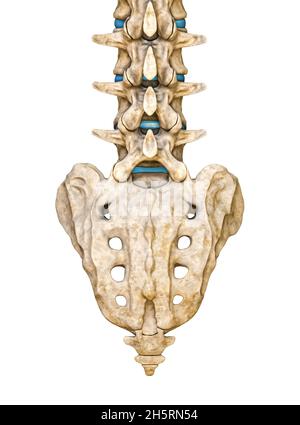 Posteriore oder Rückansicht des menschlichen Kreuzbeins und der Lendenwirbel, isoliert auf weißem Hintergrund, 3D-Darstellung. Leeres anatomisches Diagramm. Anatomie, m Stockfoto