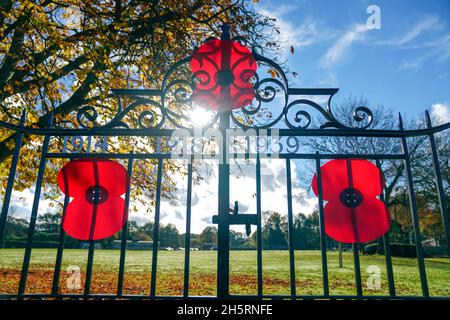 Mohnblumen wurden an die formalen Tore des Erholungsgrunds Spielplätze in Chobham, Surrey, gebunden. Der Boden wurde ursprünglich als Kriegsdenkmal nach dem Ersten Weltkrieg auf Wiesenflächen geschaffen, die durch öffentliche Ankäufe erworben wurden, und als weiteres Denkmal nach dem Zweiten Weltkrieg wurden die formalen Tore und die Stützmauer errichtet und 32 Kastanienbäume gepflanzt. In ganz Großbritannien wurde um 11 Uhr eine zweiminütige Schweigeminute beobachtet, um an die Kriegtot zu erinnern. Bilddatum: Donnerstag, 11. November 2021. Stockfoto