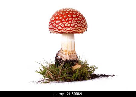 Fliege agarische rote Wildpilze aus der Nähe, die auf weißem Hintergrund mit Moos und Erde gesammelt und isoliert wurden. Hochgiftige und giftige Wildpflanze, die in N wächst Stockfoto